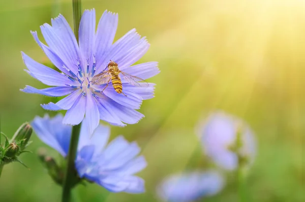 Chicory flower in nature — Stock Photo, Image