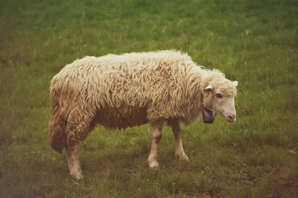 Pastvy bílé ovce — Stock fotografie
