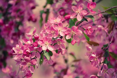 Kırmızı elma çiçekleri.