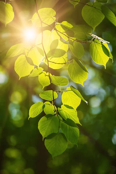 Sonnige grüne Blätter — Stockfoto