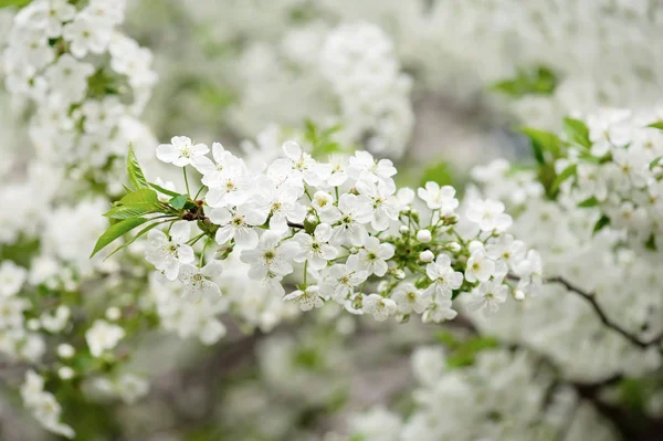 Kersen bloemen frame — Stockfoto