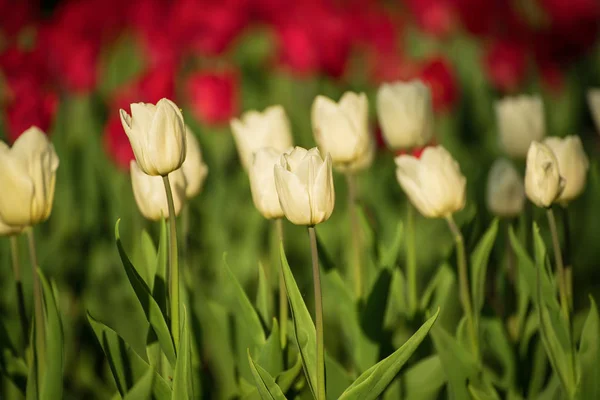 Blanco hermosos tulipanes — Foto de Stock