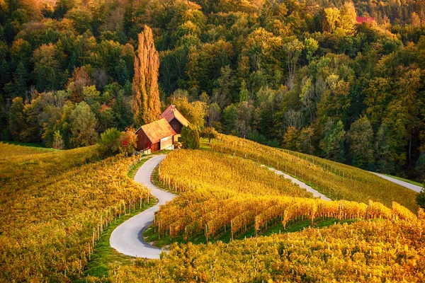 Herzförmige Weinstraße in Slowenien — Stockfoto