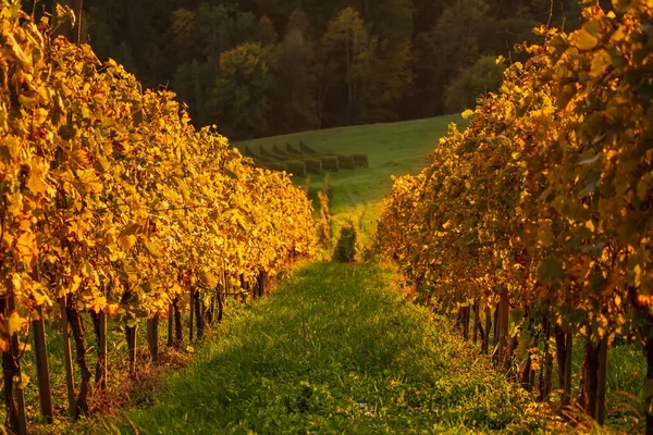 Fila de viñedos en Eslovenia — Foto de Stock