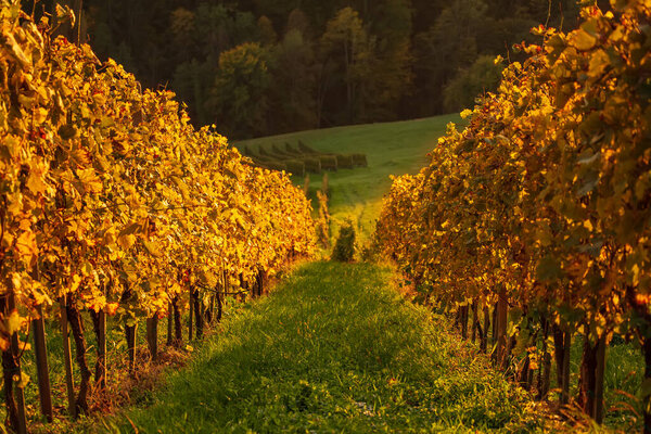 Vineyards row in Slovenia