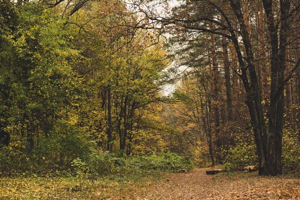 Осень красивый парк — стоковое фото