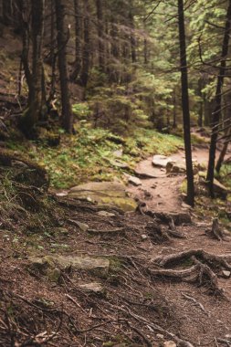 Kuzey İskandinav Ormanı