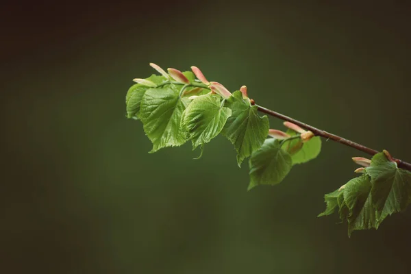 Slunečné zelené listy — Stock fotografie