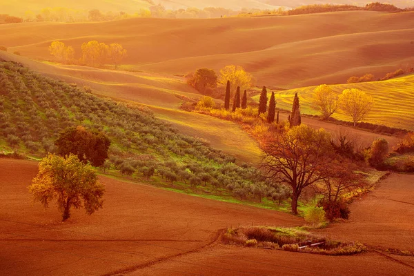 Campos e árvores da Toscana — Fotografia de Stock