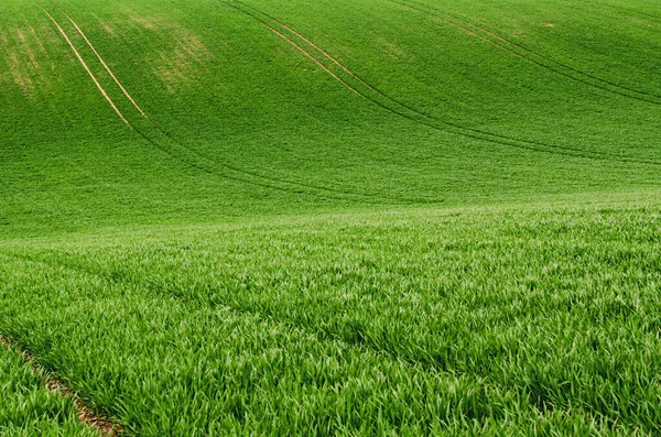 Zielona trawa tło pola — Zdjęcie stockowe