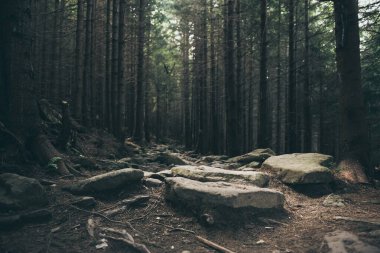 Kuzey İskandinav Ormanı