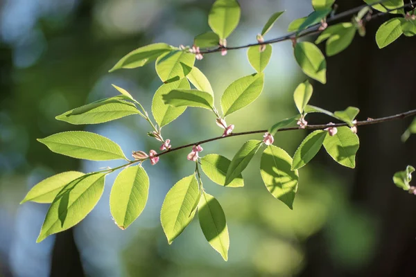 Solgröna blad — Stockfoto