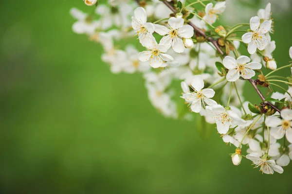 Moldura de flores de cereja — Fotografia de Stock