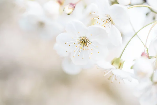 春の桜 — ストック写真