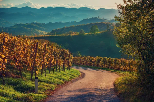 Sloveniens och Österrikes vinväg — Stockfoto