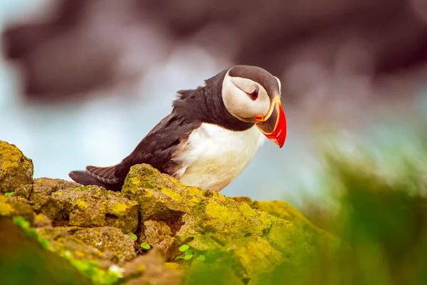 Atlantische papegaaiduiker — Stockfoto