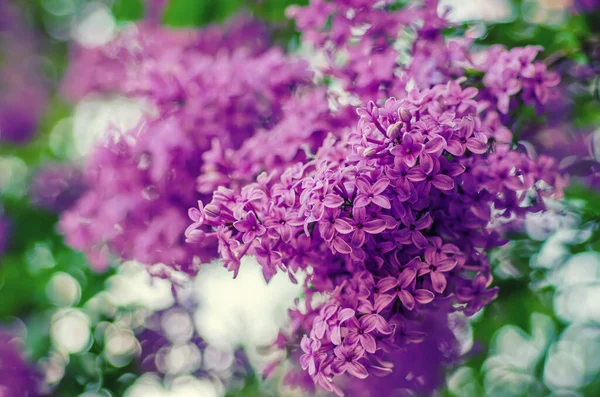 Flores lilás primavera — Fotografia de Stock
