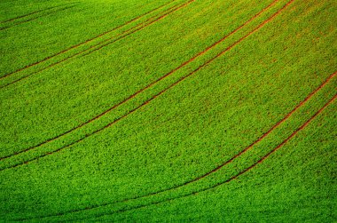 Yeşil çimen alanı arkaplanı