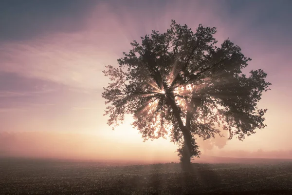 Єдине дерево в тумані — стокове фото
