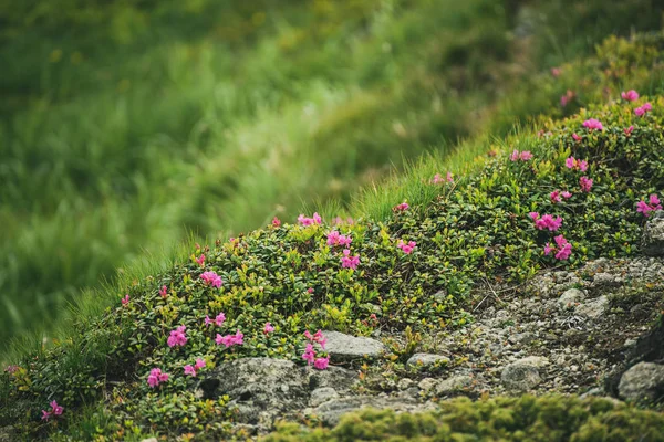 Fiori di rododendro in natura — Foto Stock