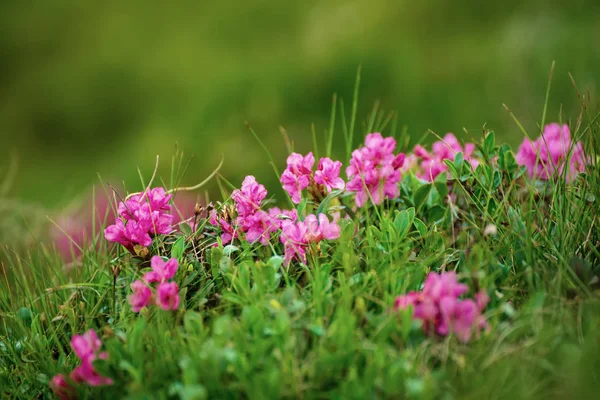 Fiori di rododendro in natura — Foto Stock