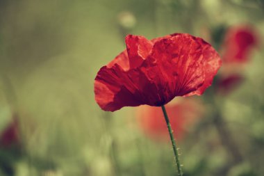 Kırmızı bahar gelinciği