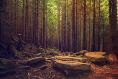 Kuzey İskandinav Ormanı