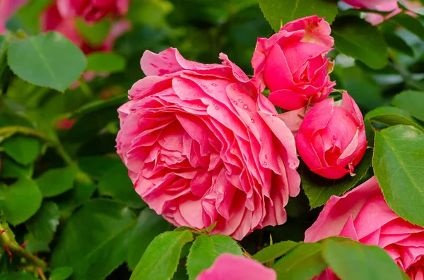 Rosa rosas jardim — Fotografia de Stock