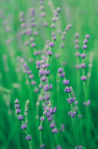 Lavanda hermosas flores — Foto de Stock