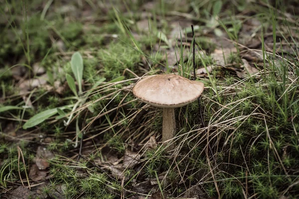 식용 야생 버섯 — 스톡 사진