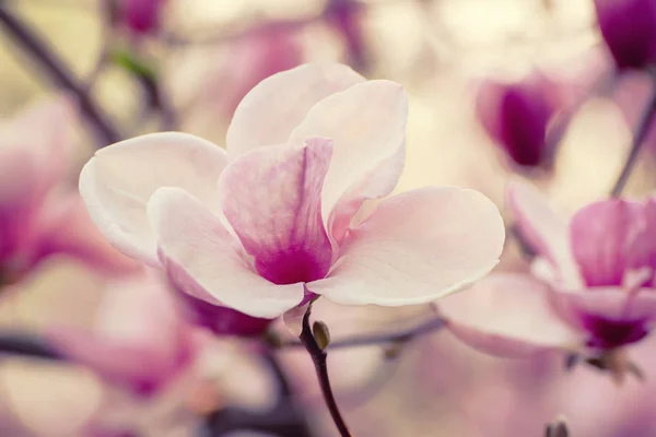 Magnolia lentebloemen — Stockfoto