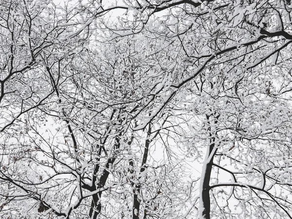Zimní stromy se sněhem — Stock fotografie