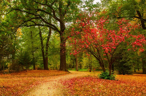 Podzimní krásný park — Stock fotografie