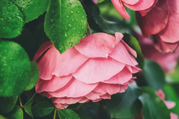 Roze rozen tuin — Stockfoto