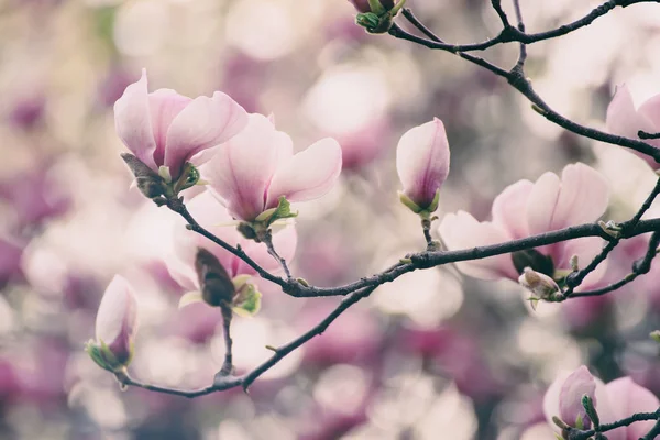 Magnolia lentebloemen — Stockfoto