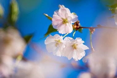Kayısı ağacı çiçekleri