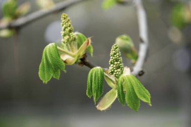 Kestane çiçek açan