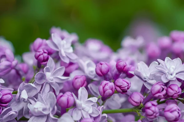 라일락 꽃 매크로 — 스톡 사진