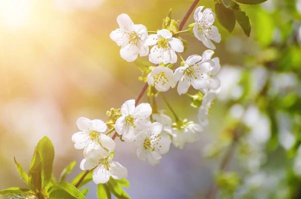 Cherry flowers frame — Stock Photo, Image