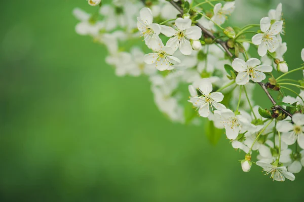 Kersen bloemen frame — Stockfoto