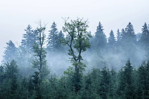 Mlhavá horská krajina — Stock fotografie