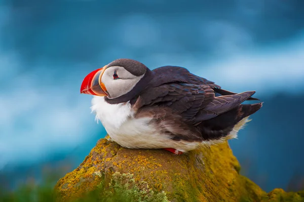 Atlantische papegaaiduiker — Stockfoto