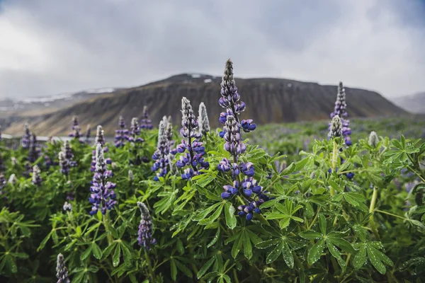 Цветущие люпины Исландии — стоковое фото