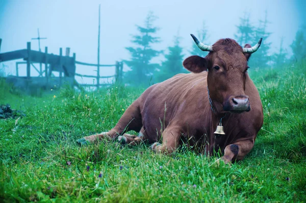 Молочная корова лежит на лугу — стоковое фото