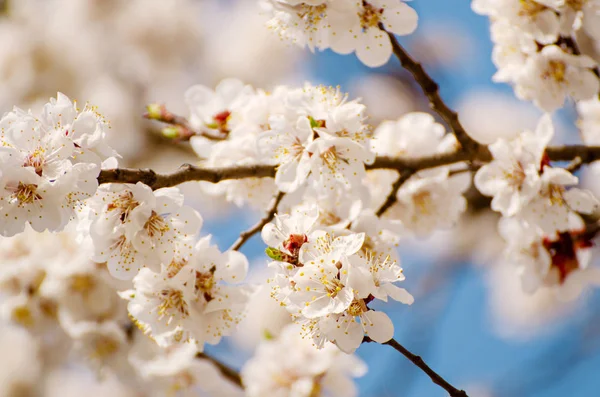 Floresce de damasco — Fotografia de Stock