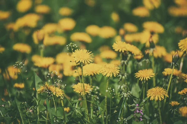 タンポポの花の牧草地 — ストック写真