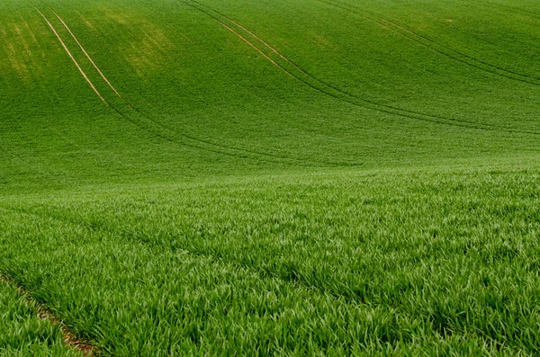 Zöld fű mező háttér — Stock Fotó