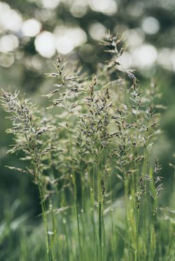 Doğal soyut güneşli arkaplan
