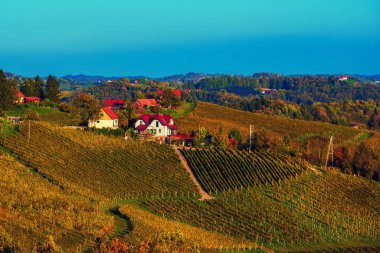 Şarap yolu, Maribor, Slovenya