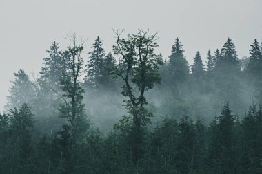 Sisli dağ manzarası